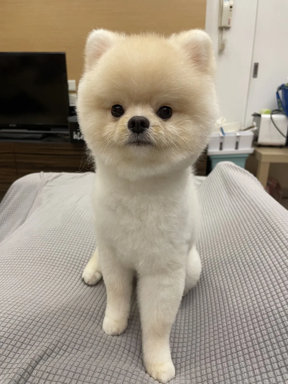 一級棒專業寵物美容店