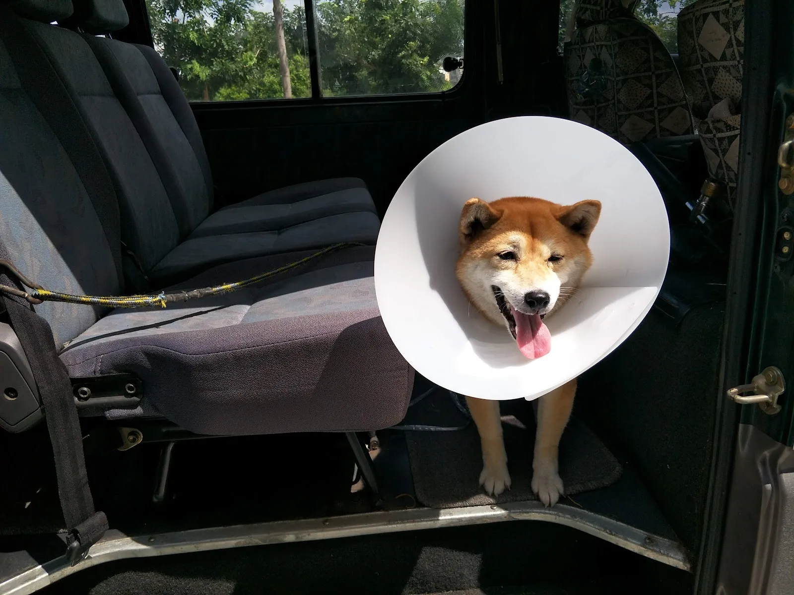 佳佳愛犬屋