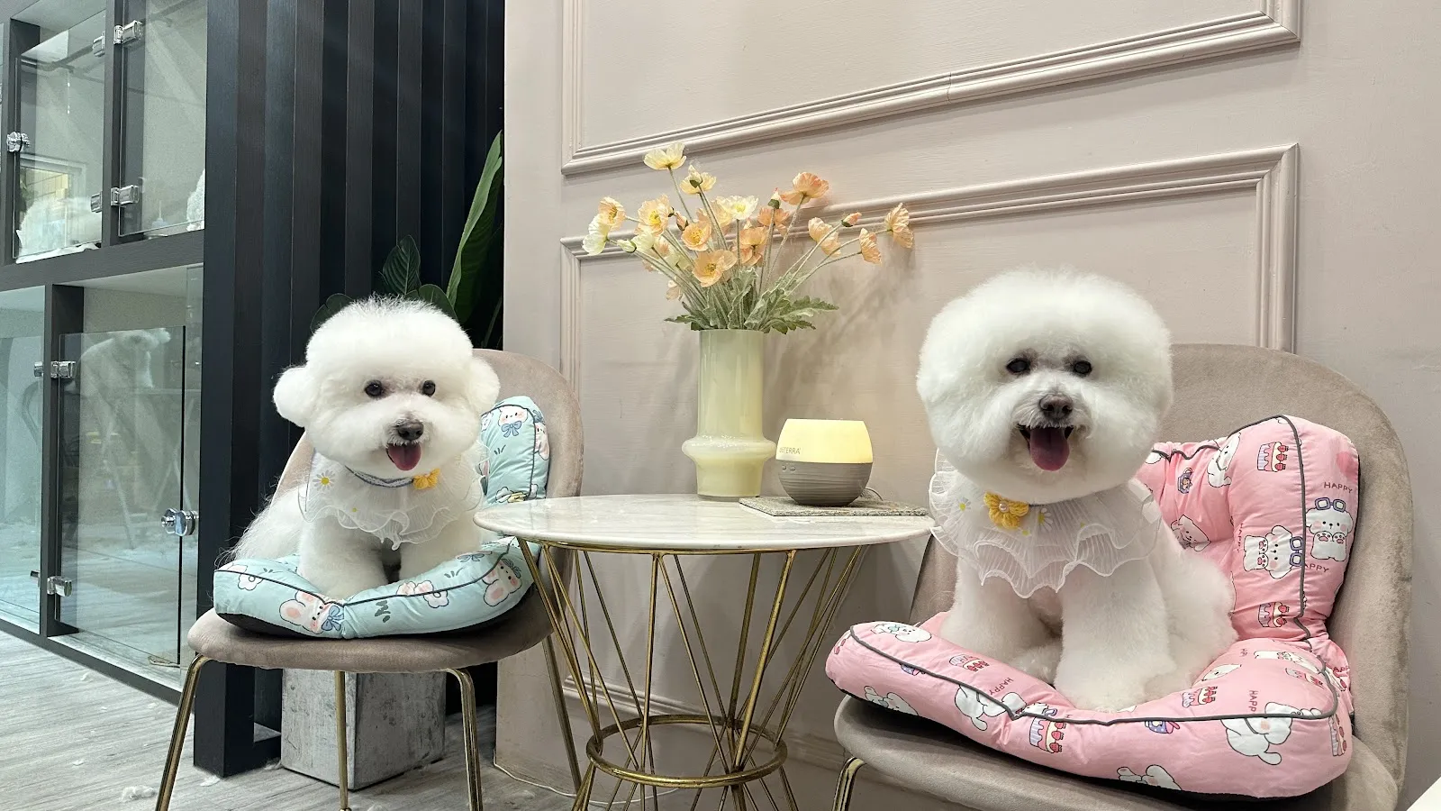 一叁六寵物美容