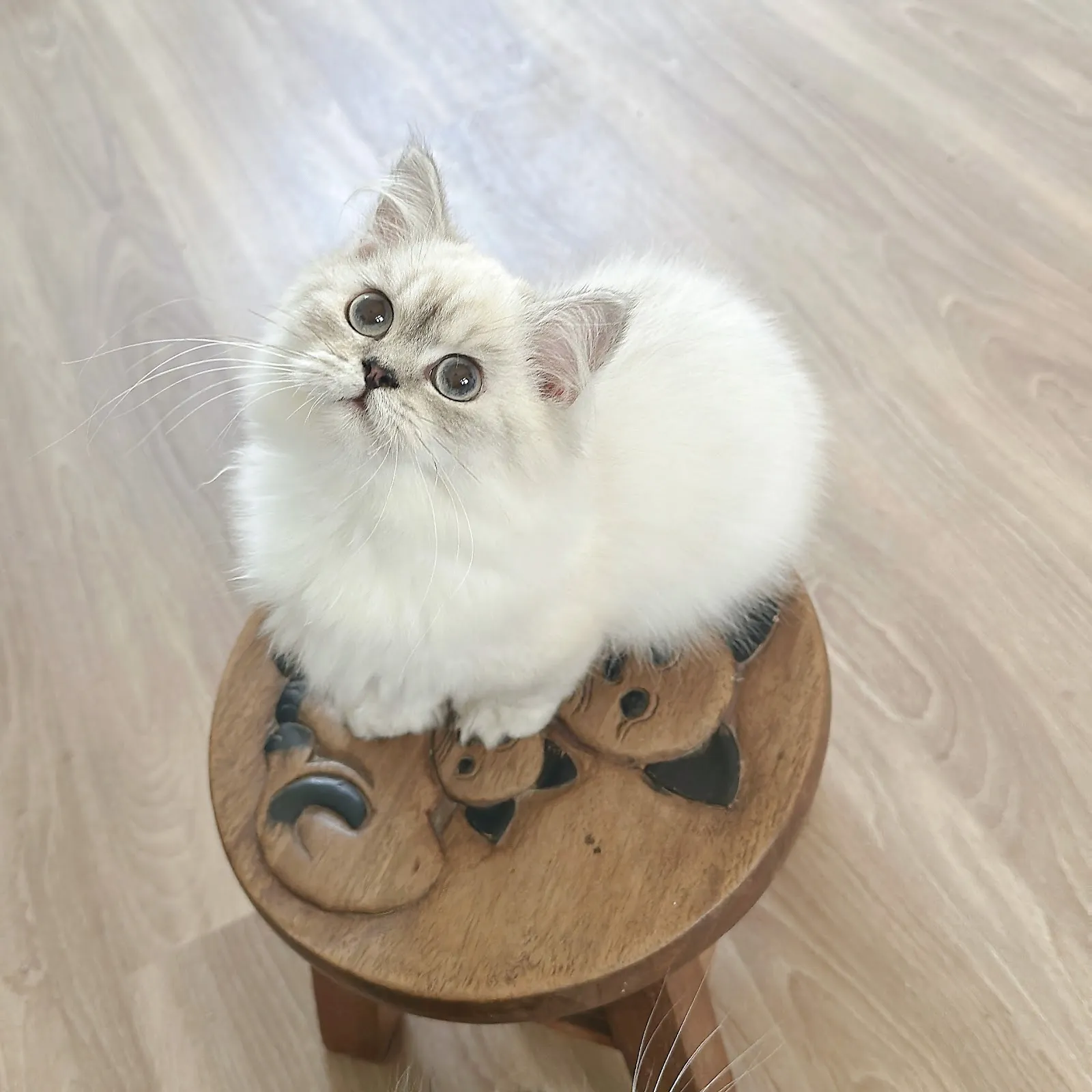 昴貓貓舍