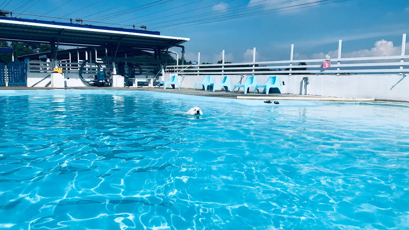 狗狗水世界有限公司