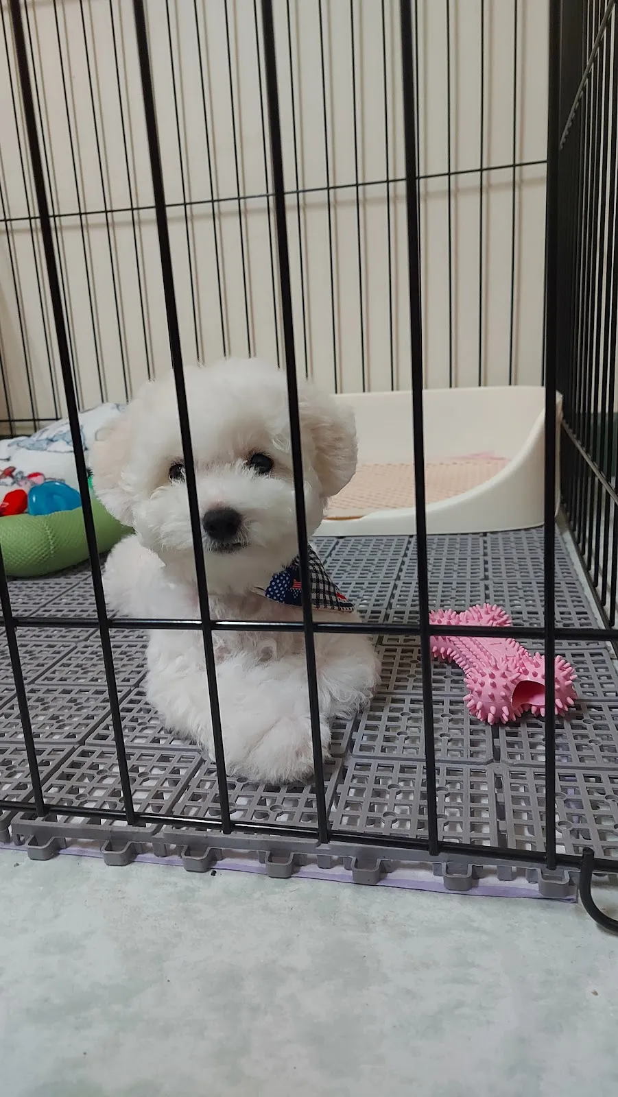 狗妹妹寵物坊