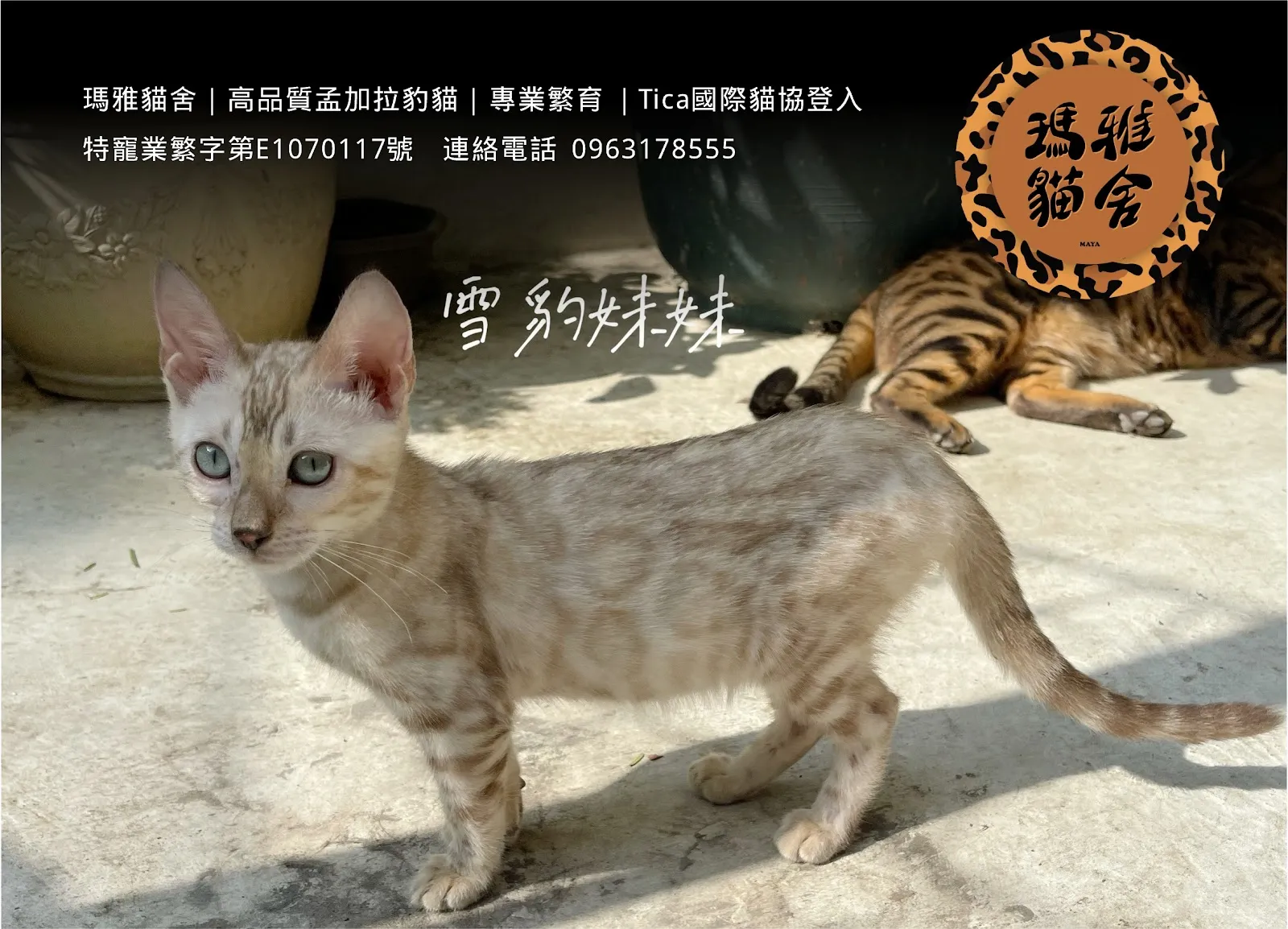 瑪雅貓舍