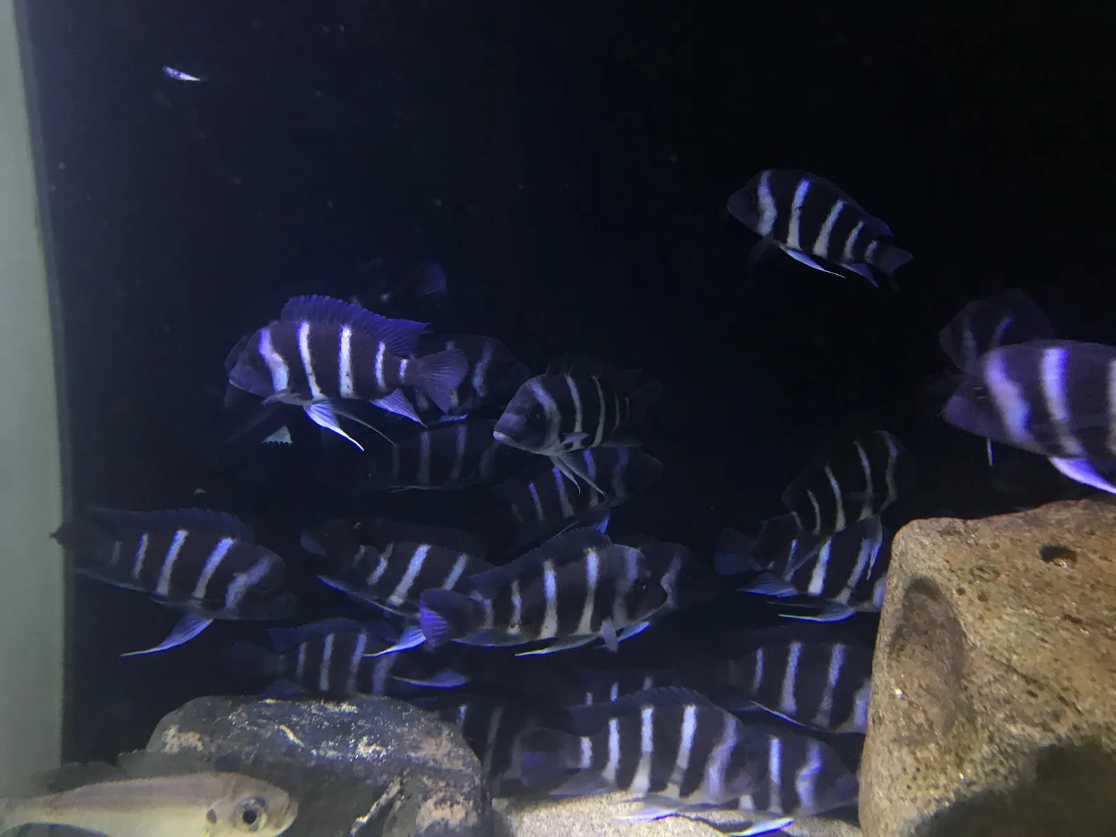 薏魚水族館