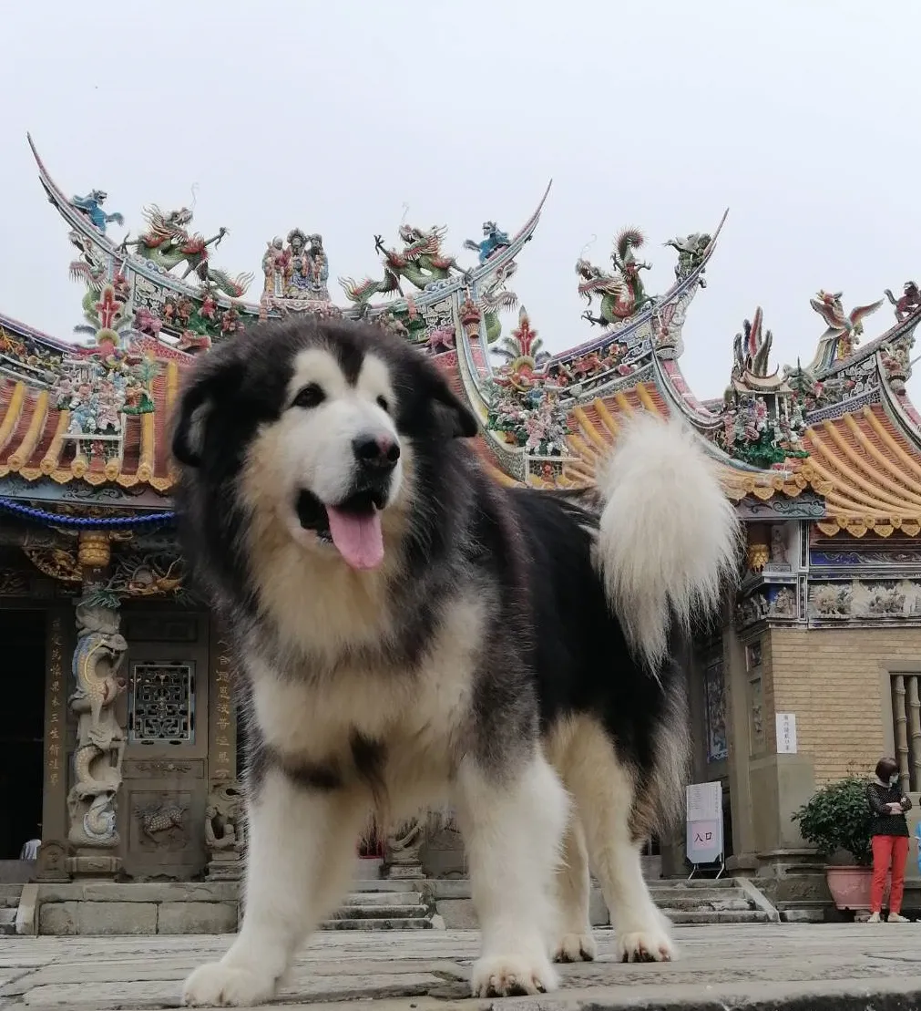 明亮哈士奇犬舍