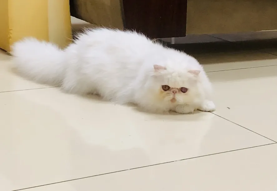 艾莉絲貓舍