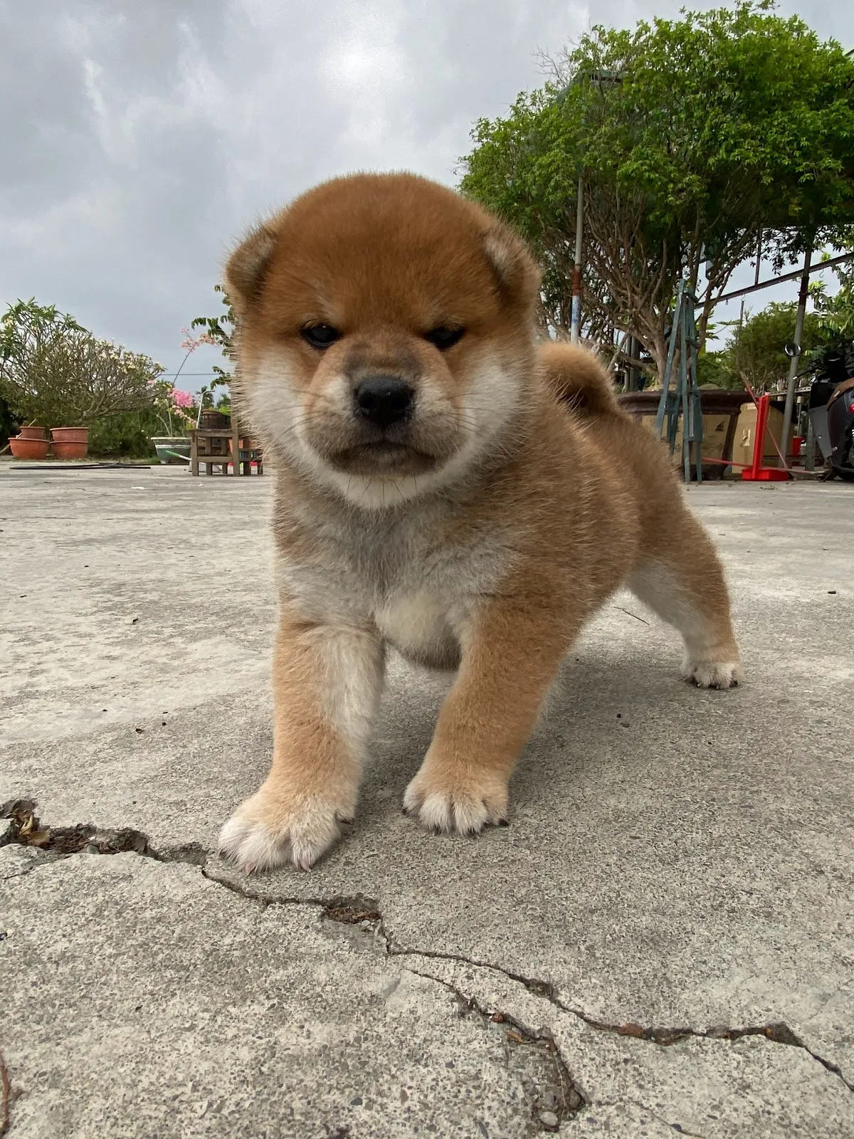 秀柴莊宏輝犬舍