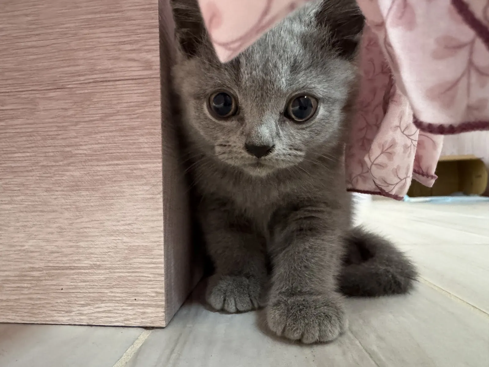 菈菈貓舍