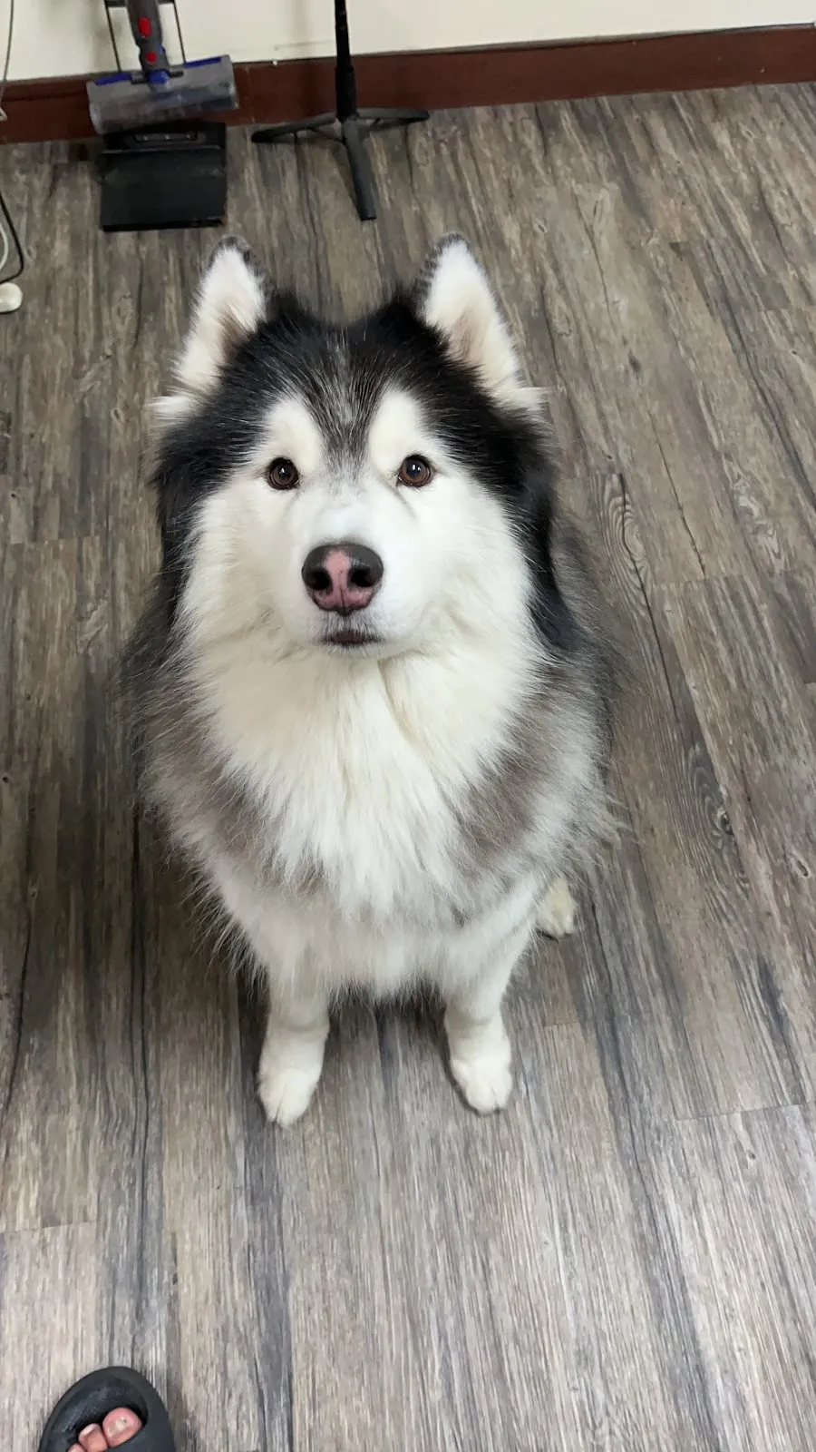 錢櫃愛犬美容屋