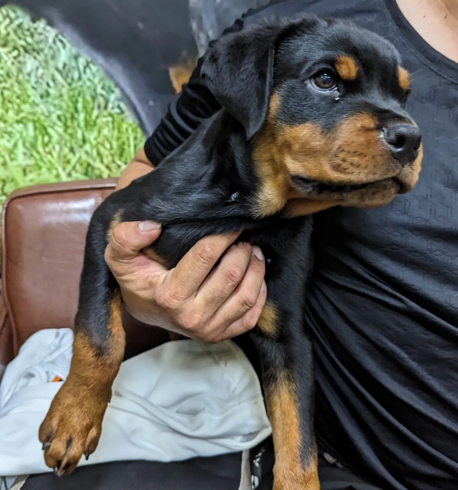 洛威森林犬舍