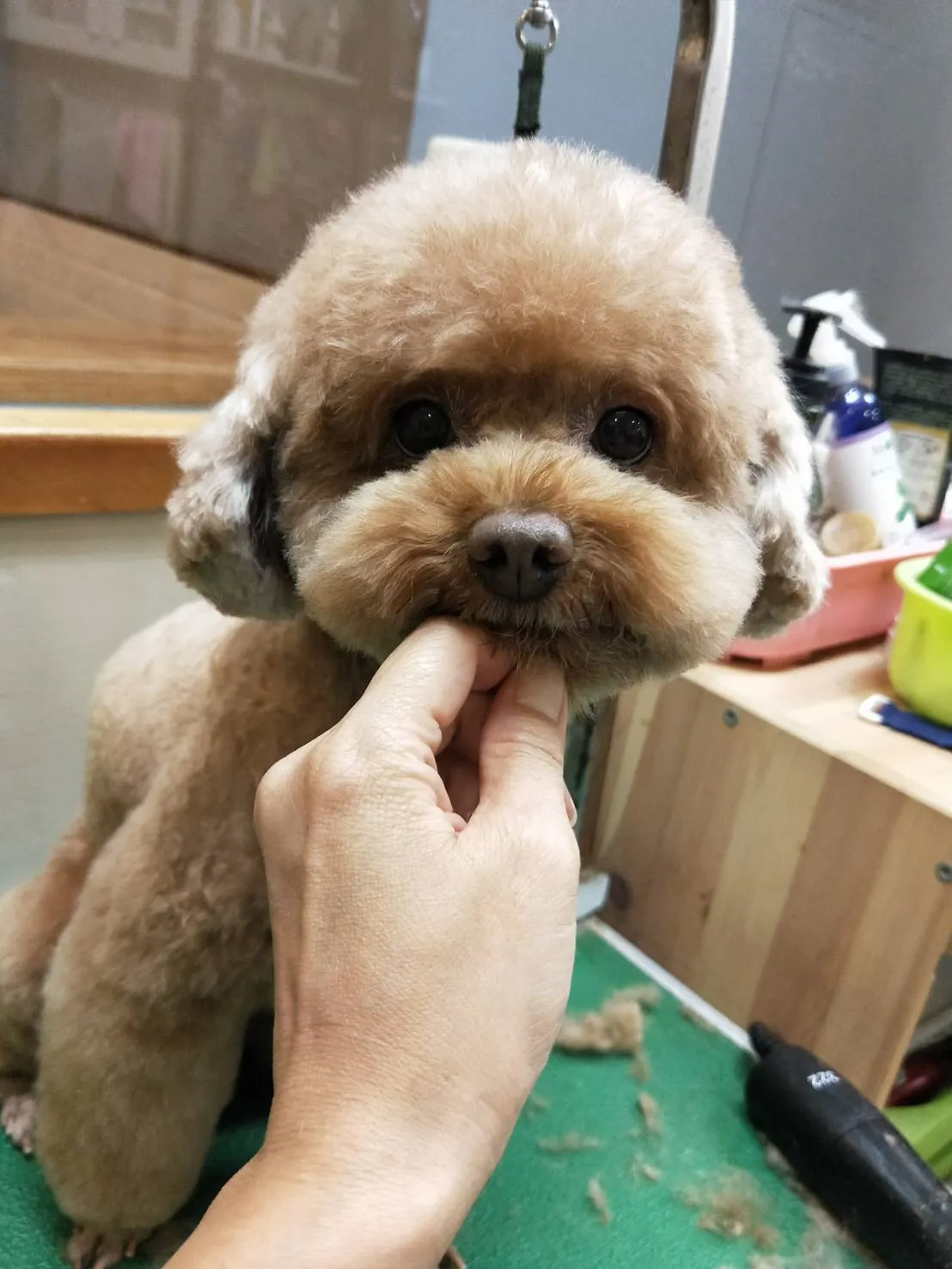 萌大王寵物生活館