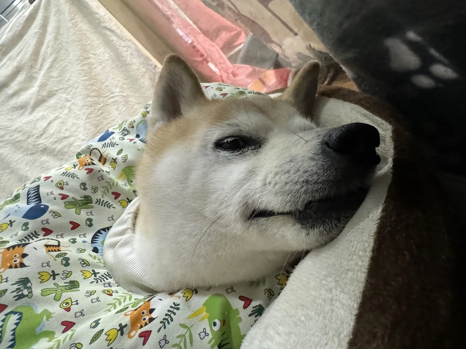 汪大爺寵物美容館