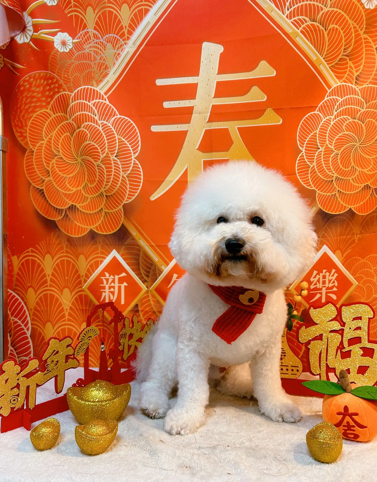 派對狗寵物美學館