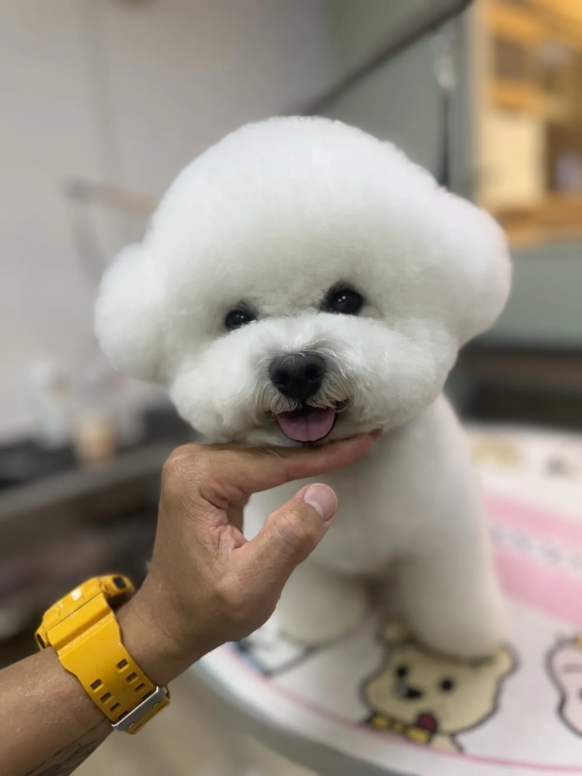 寵牠寵物美容