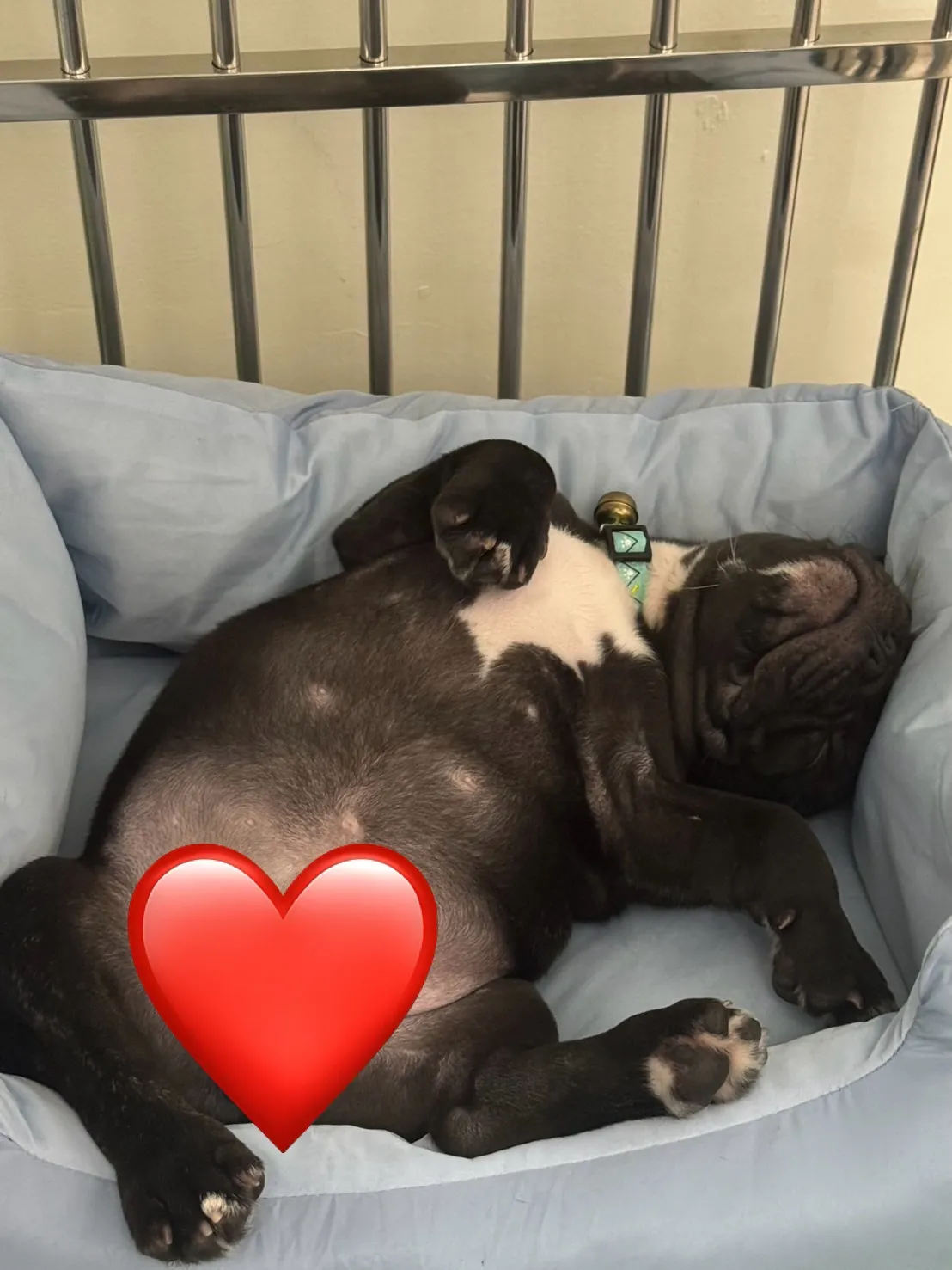 高猋犬舍
