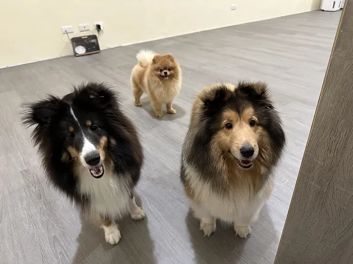 布朗熊犬舍