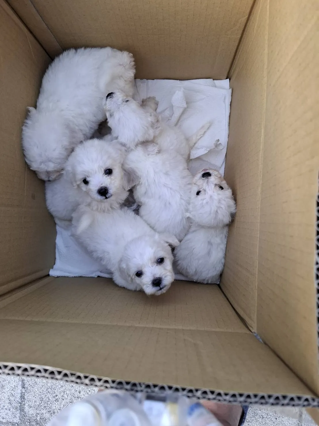 侑屋犬舍