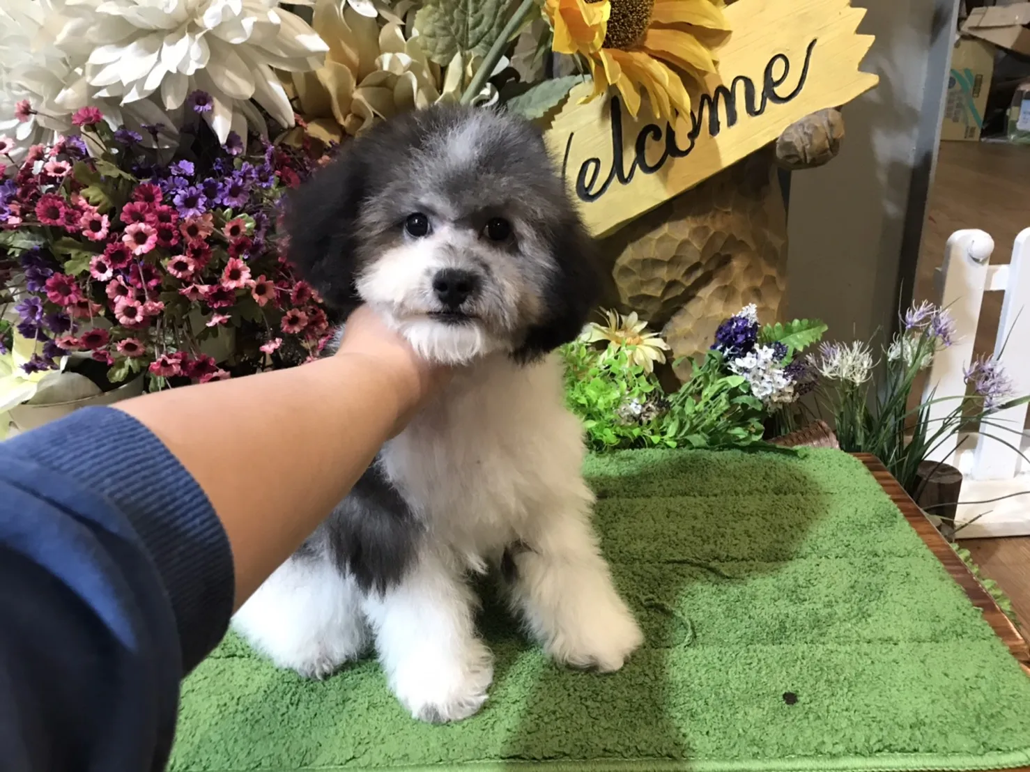 幼隆名犬