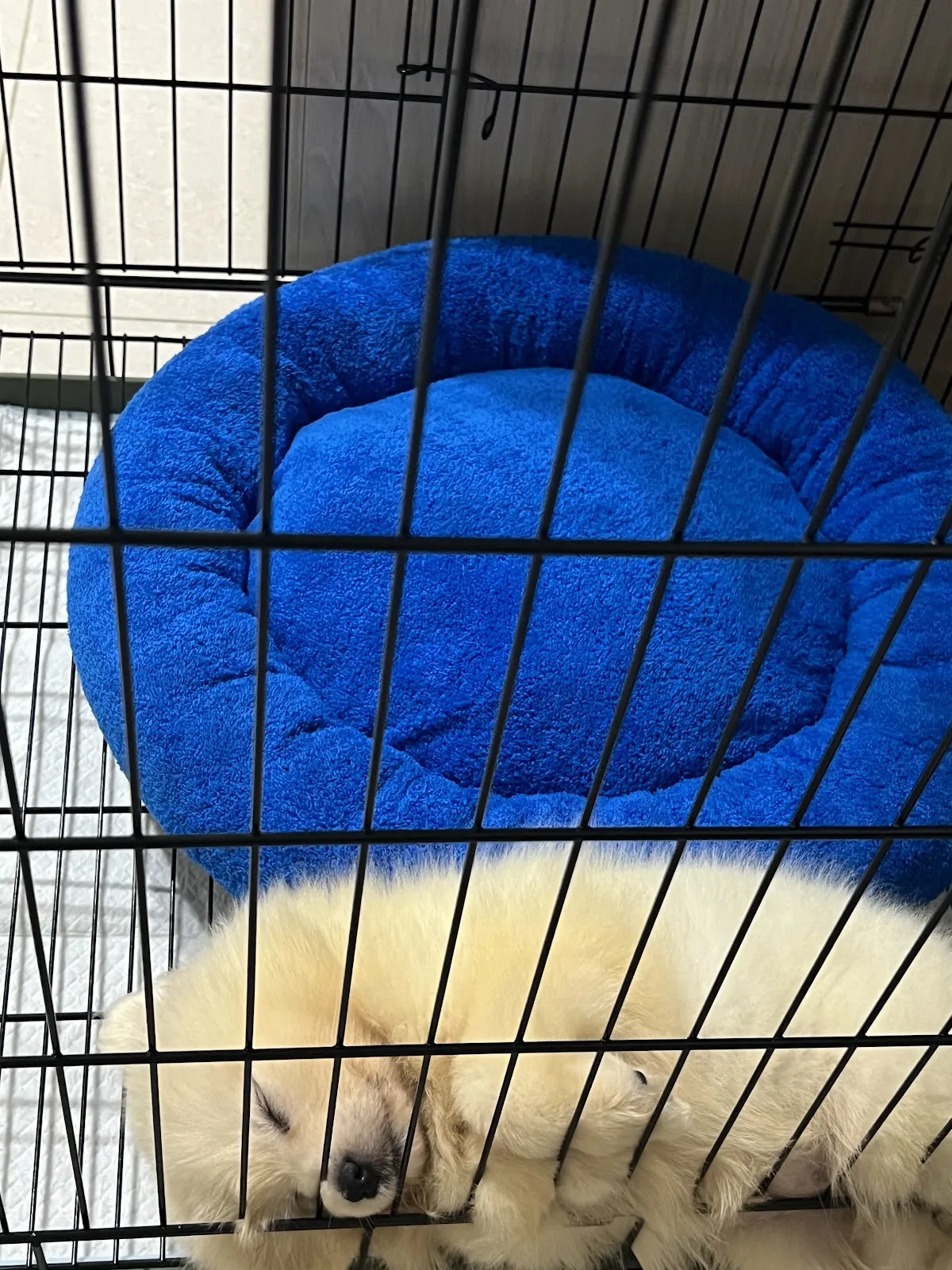 寶樂犬舍