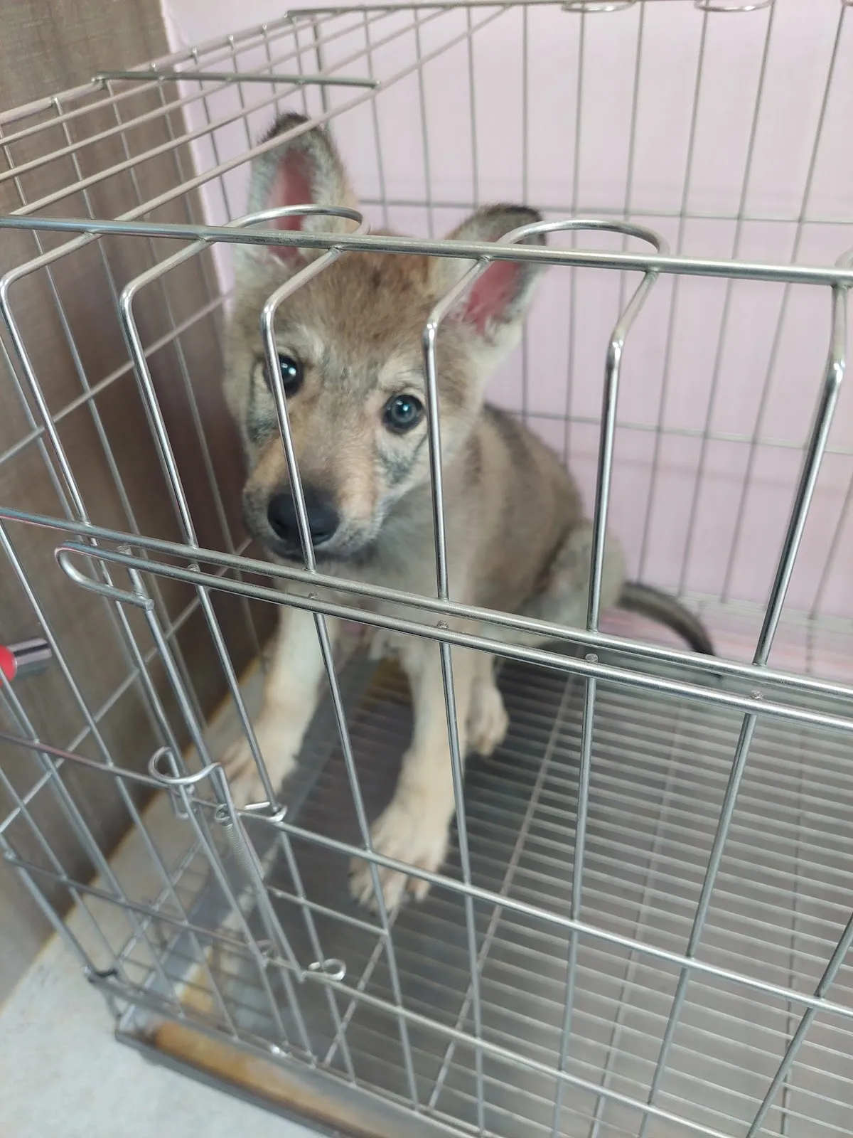 阿法小姐金典名犬舍