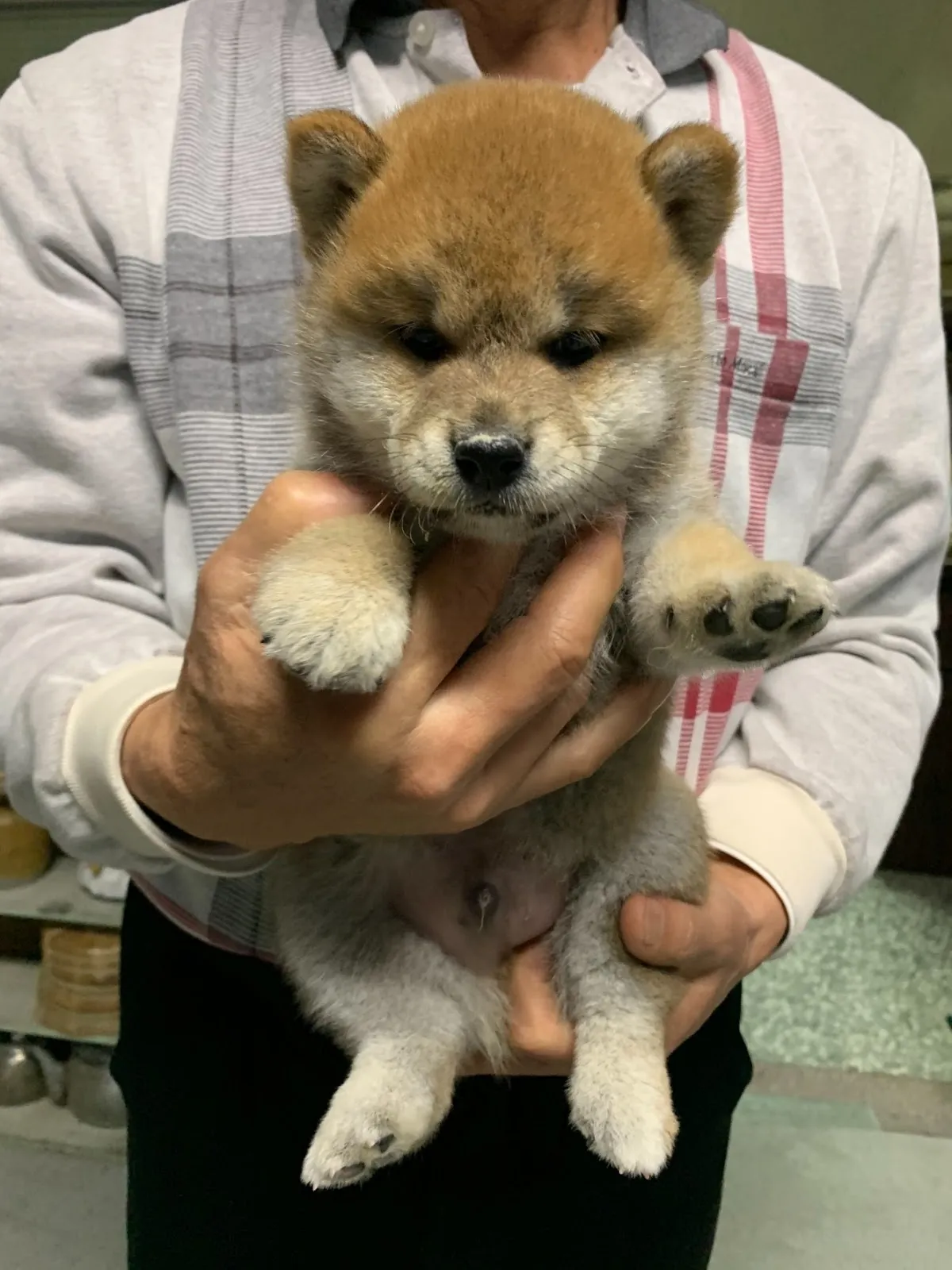 美樂犬莊