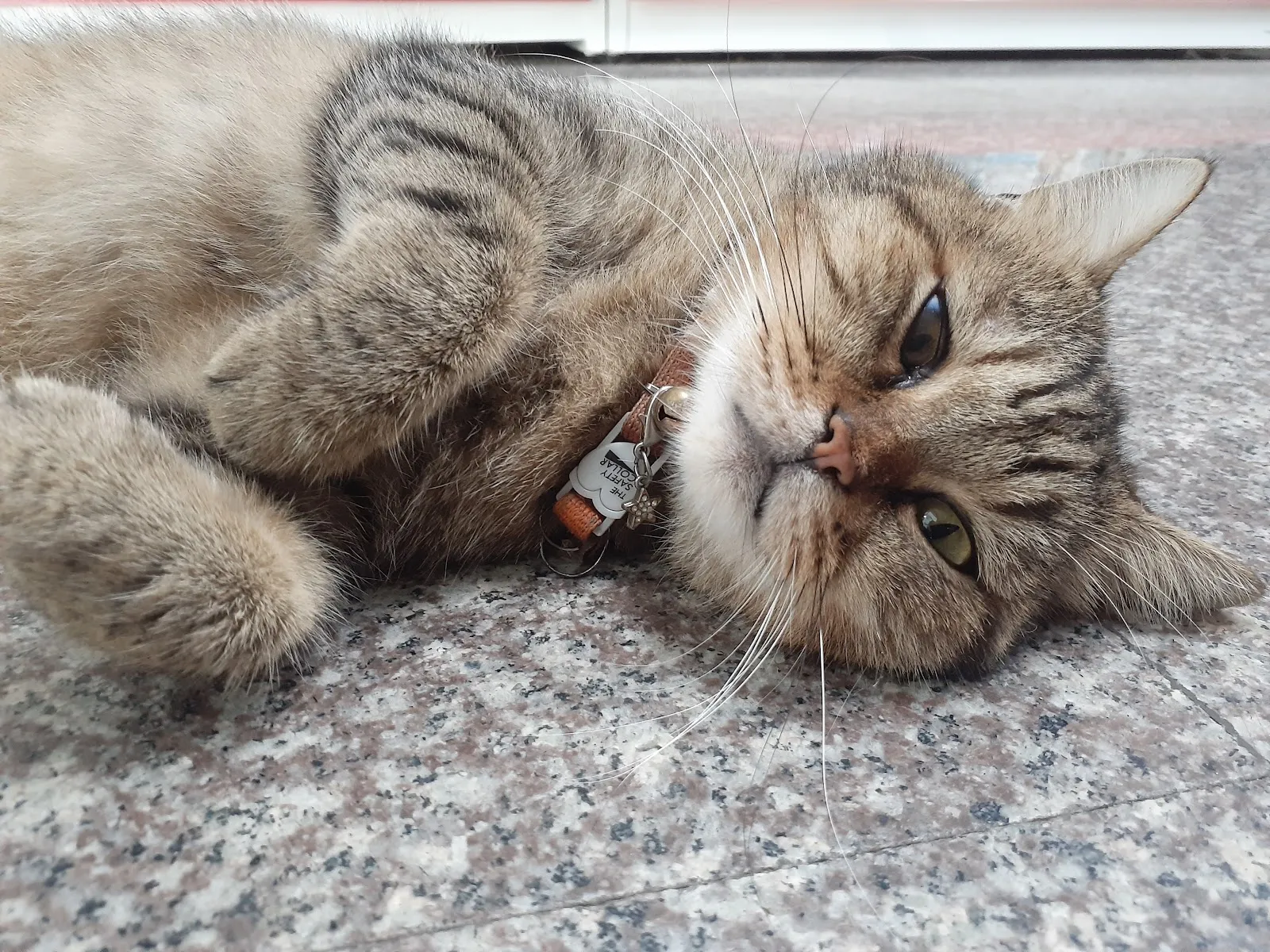阿發犬舍
