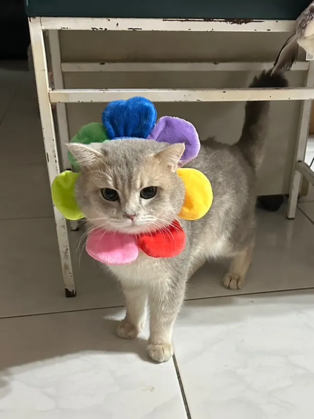 萌萌塔貓舍
