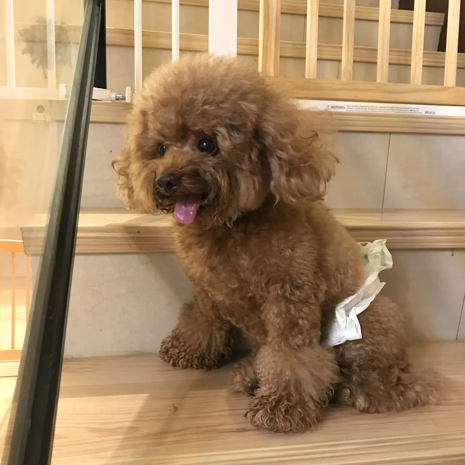 豬鼻子寵物旅館