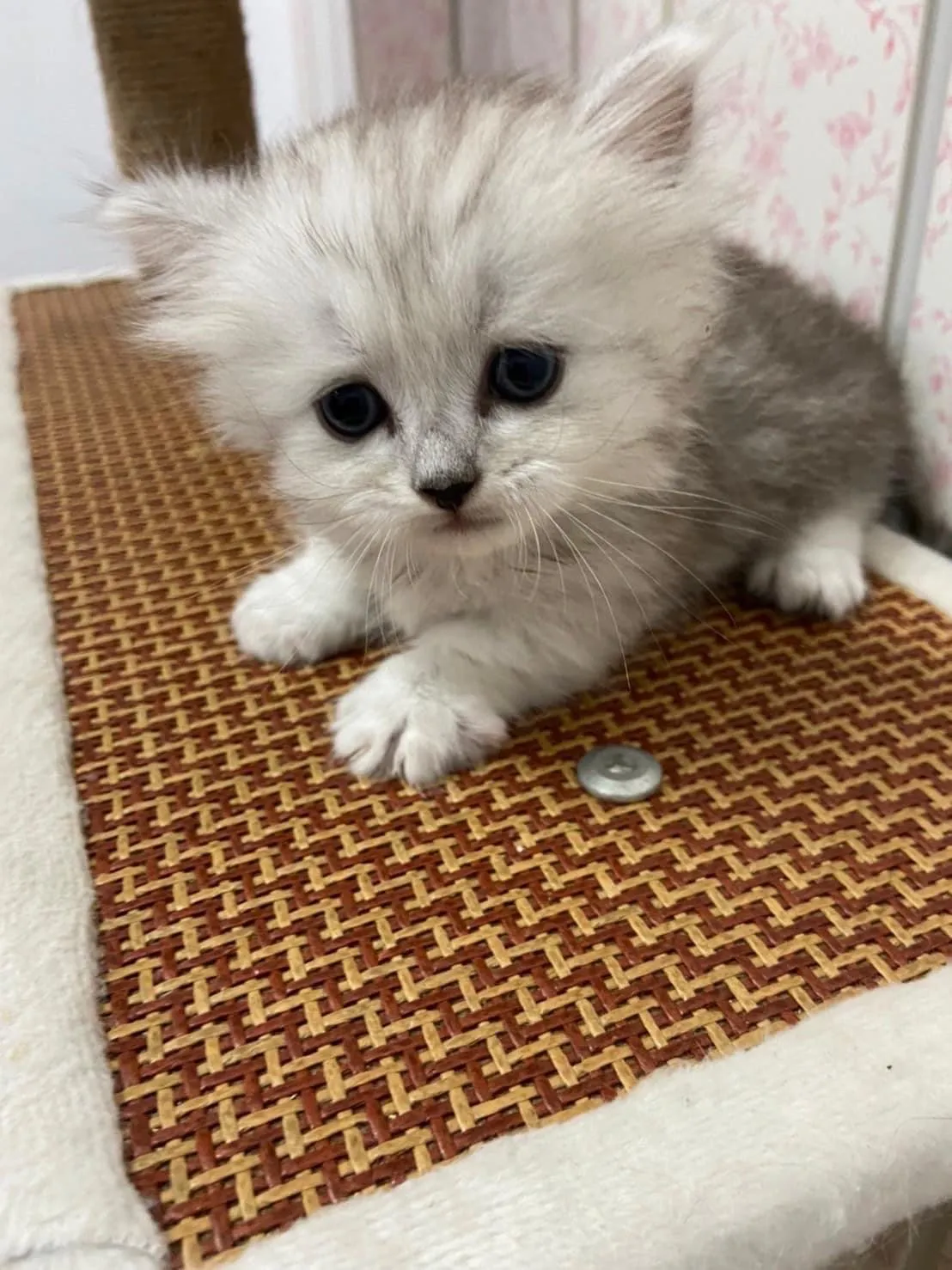 臻鑫貓坊