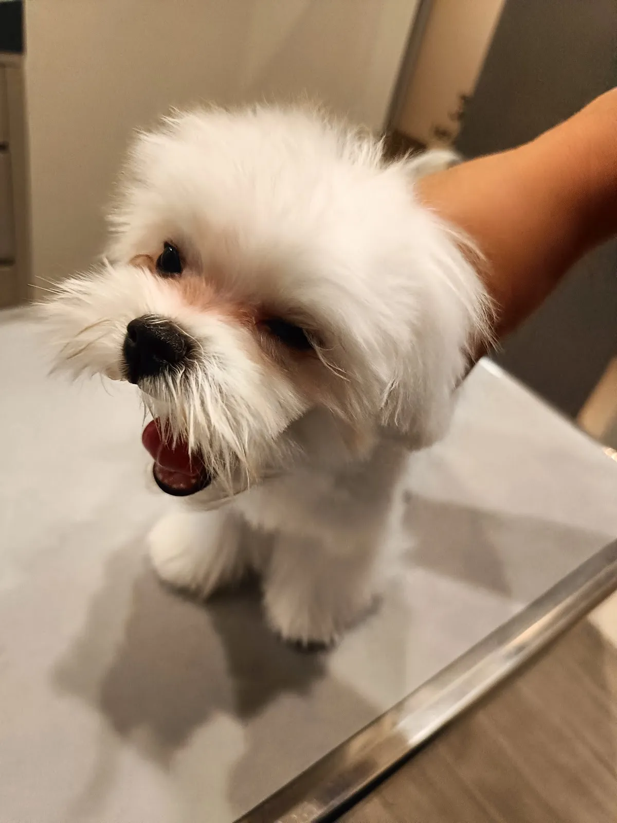 大流氓犬舍