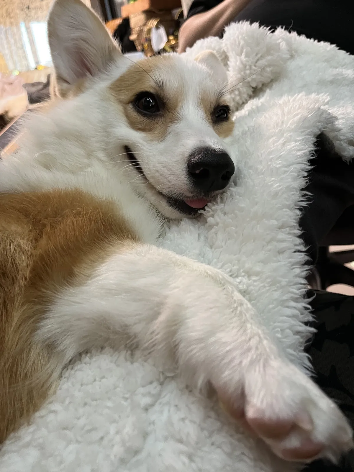 科基犬舍