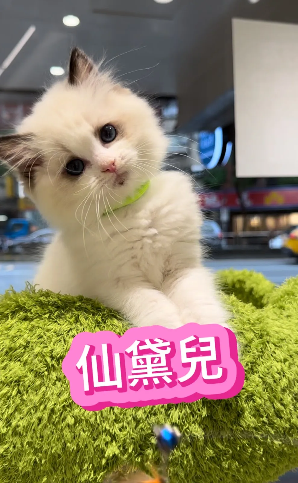米蘭貓舍