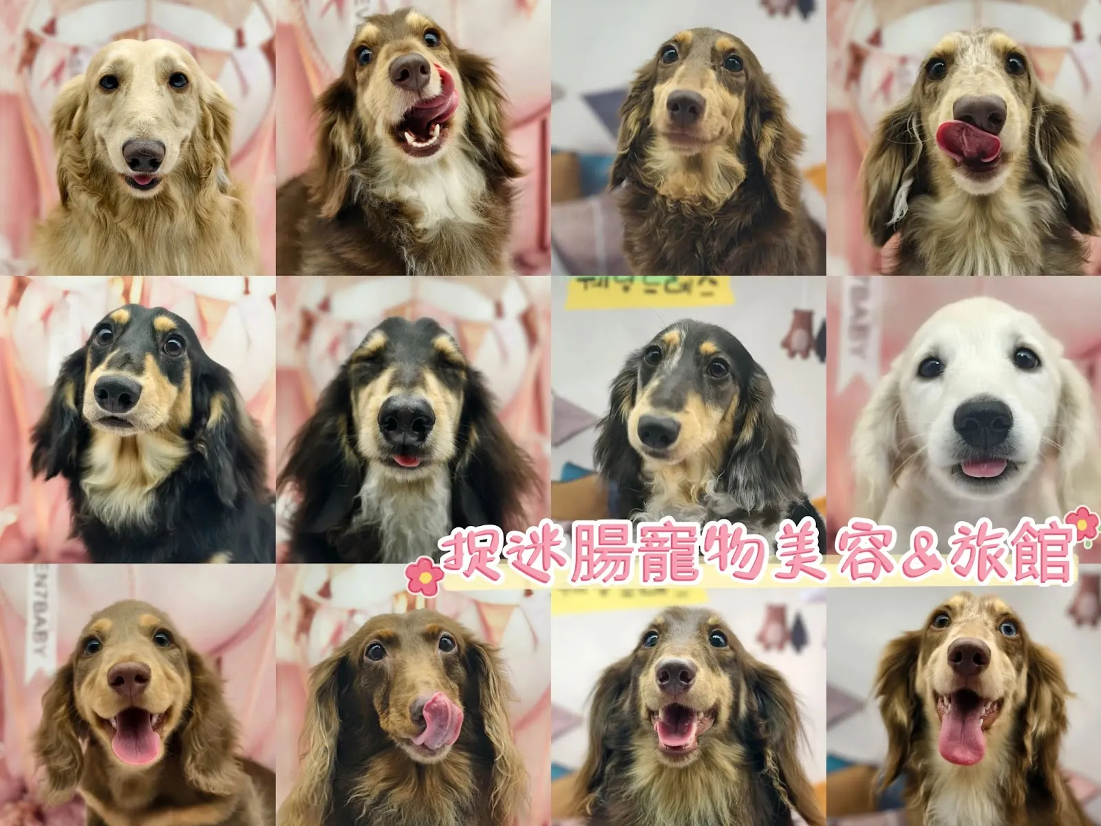 捉迷腸寵物館