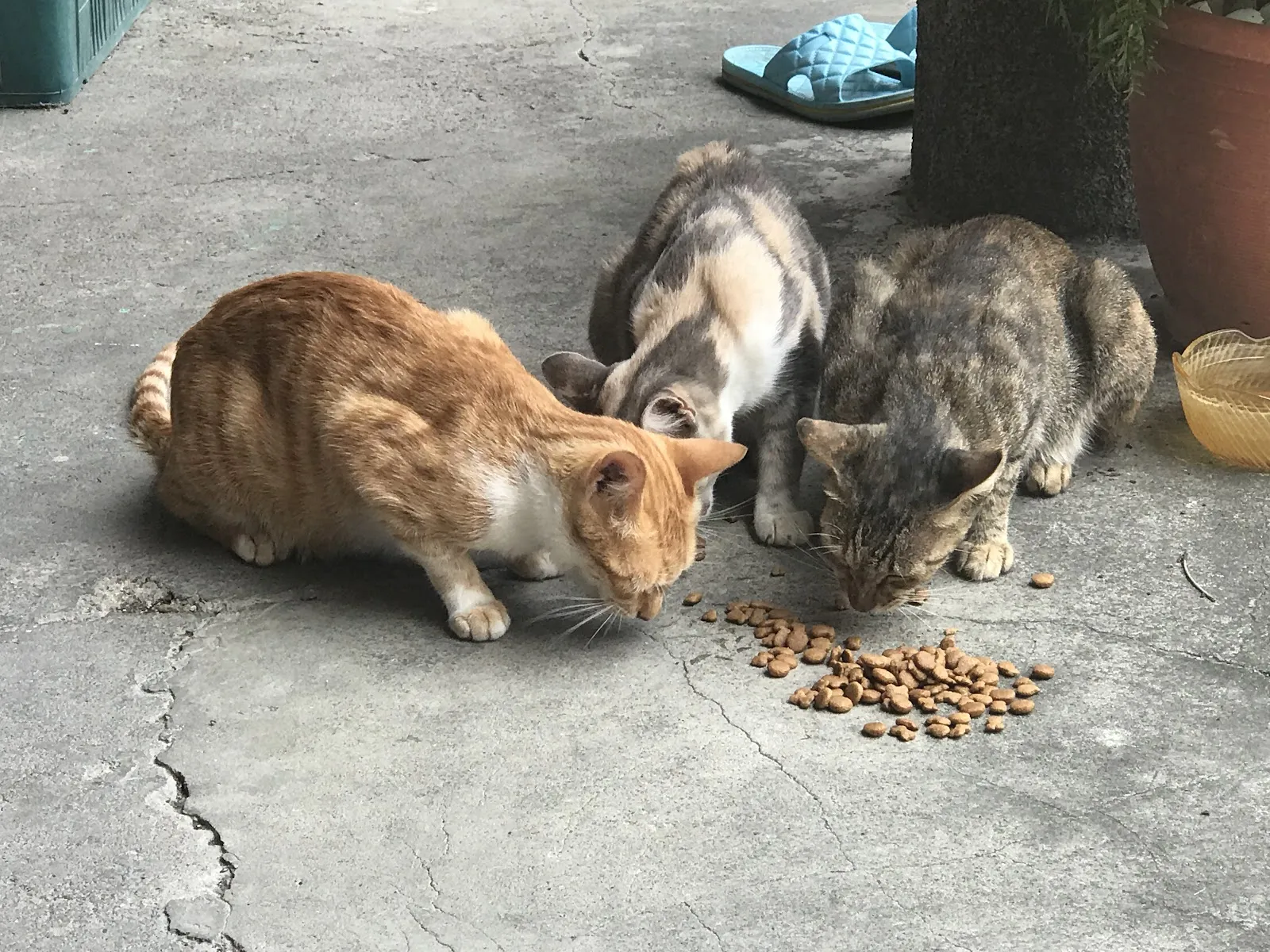 隆順動物診所