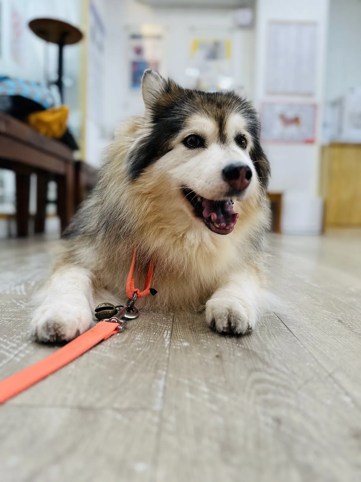 智遇動物醫院