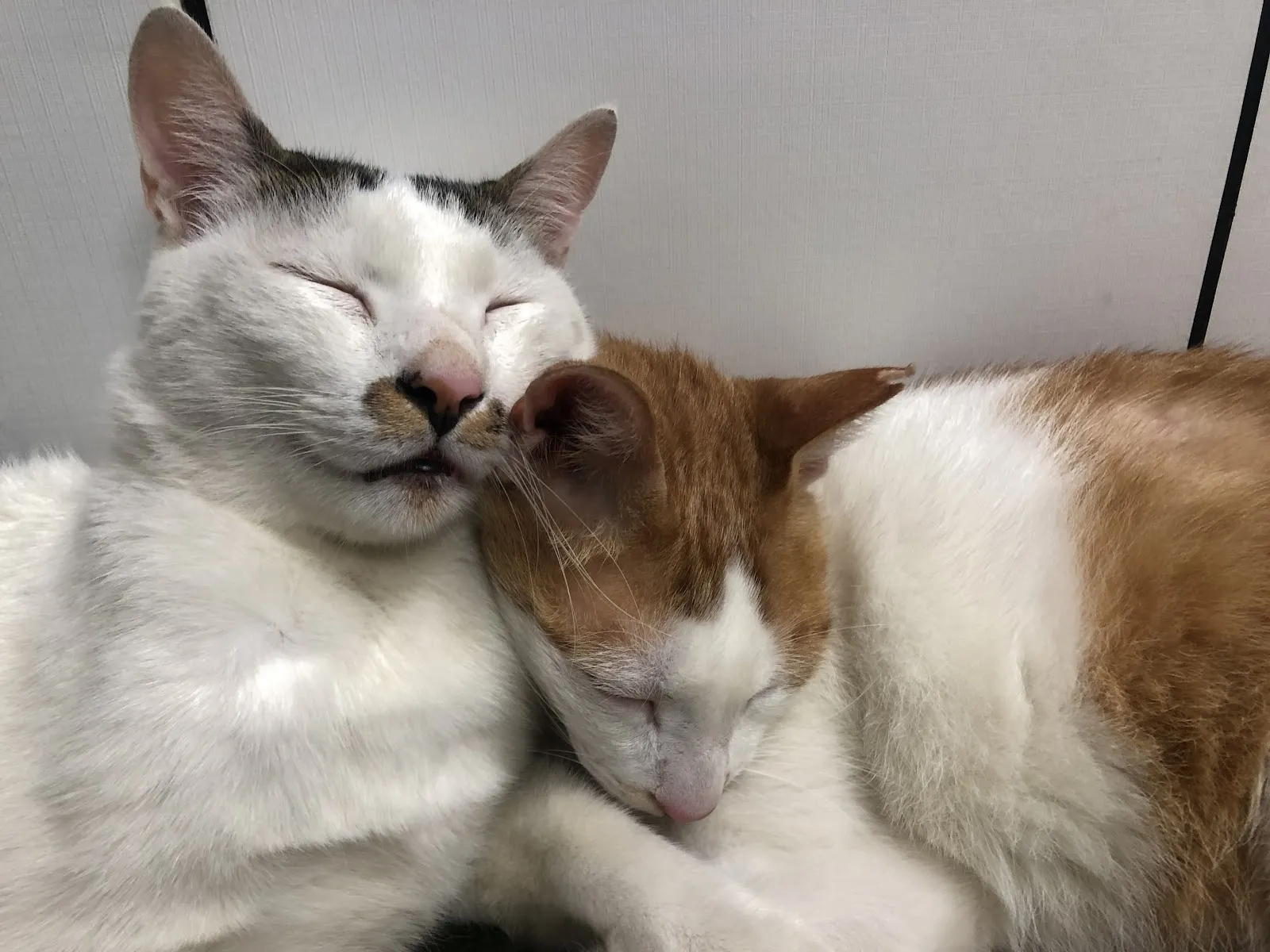 聯眾動物醫院
