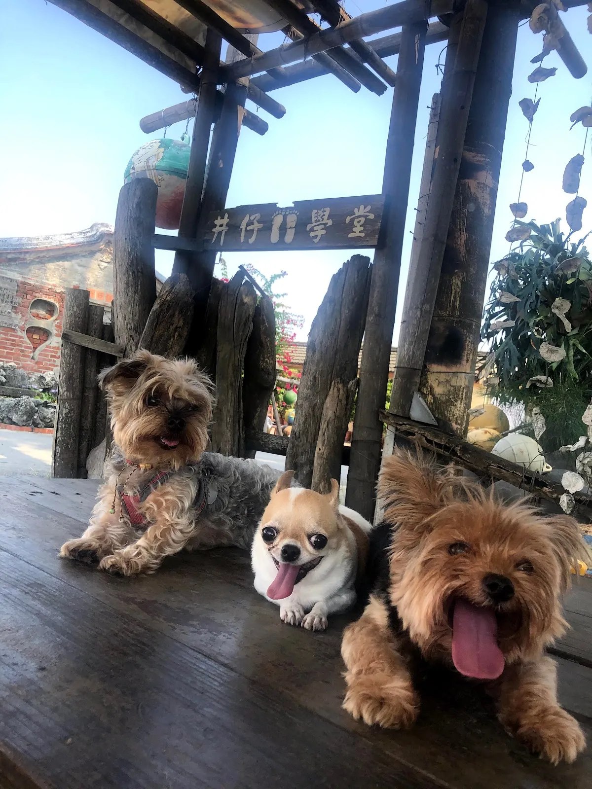 毛博事保健動物醫院