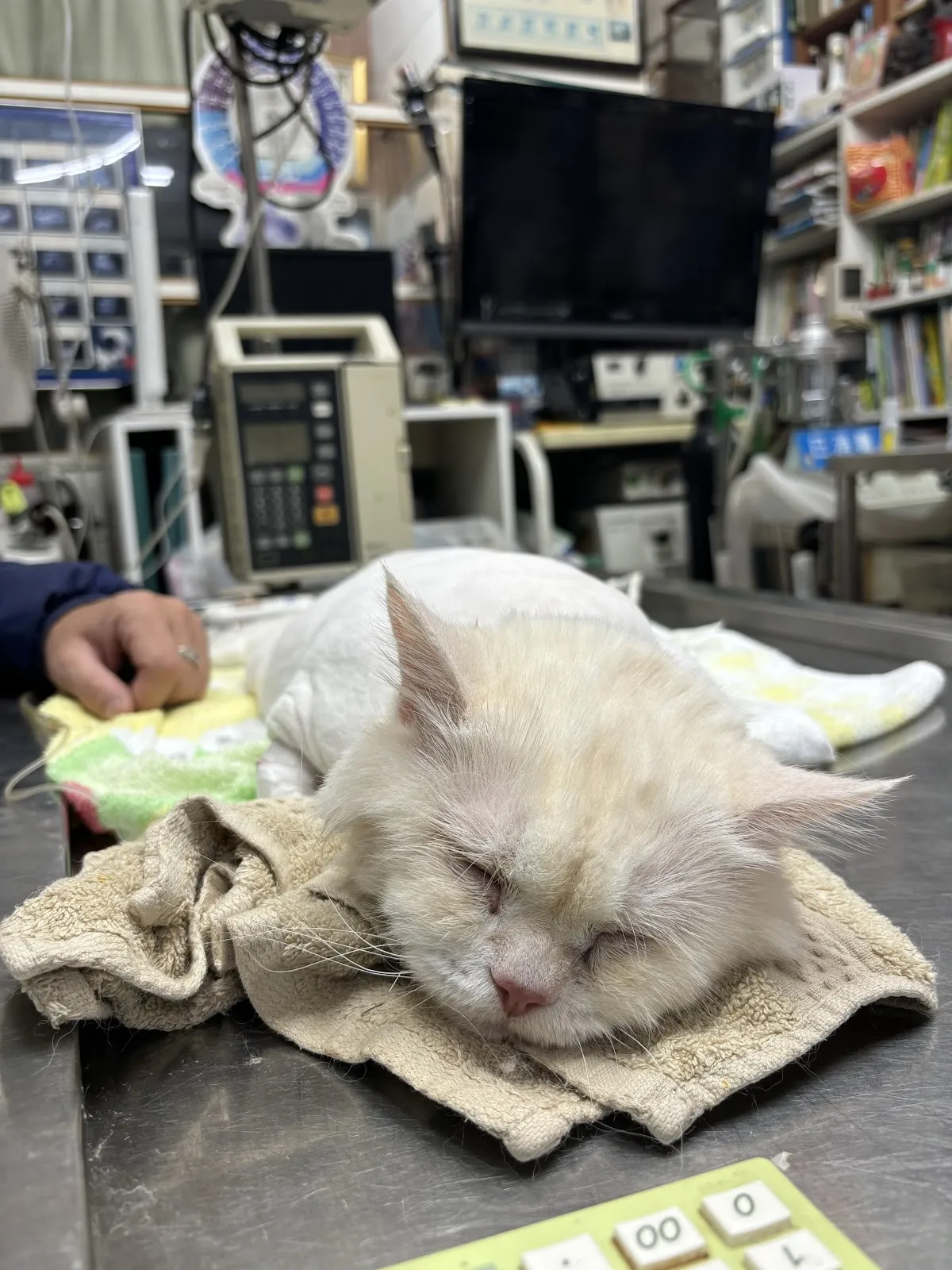 蘆洲動物醫院