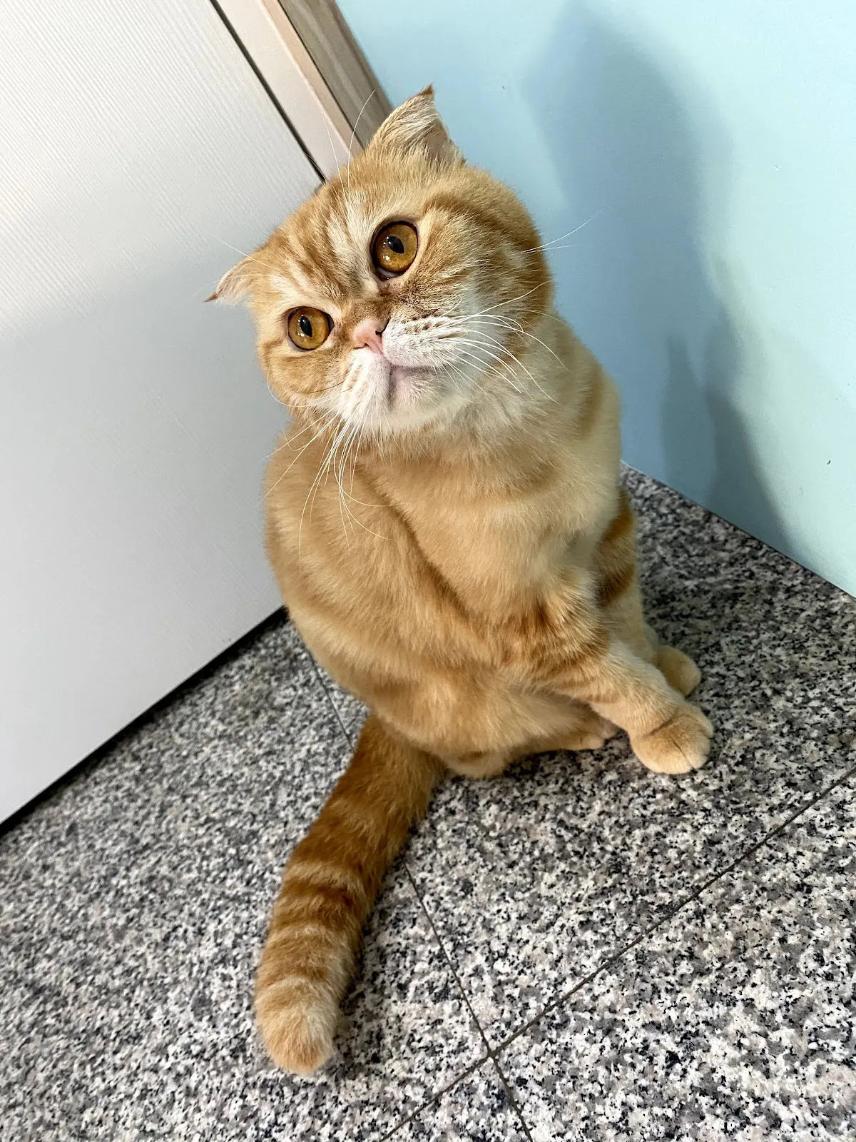 歐米咖動物醫院