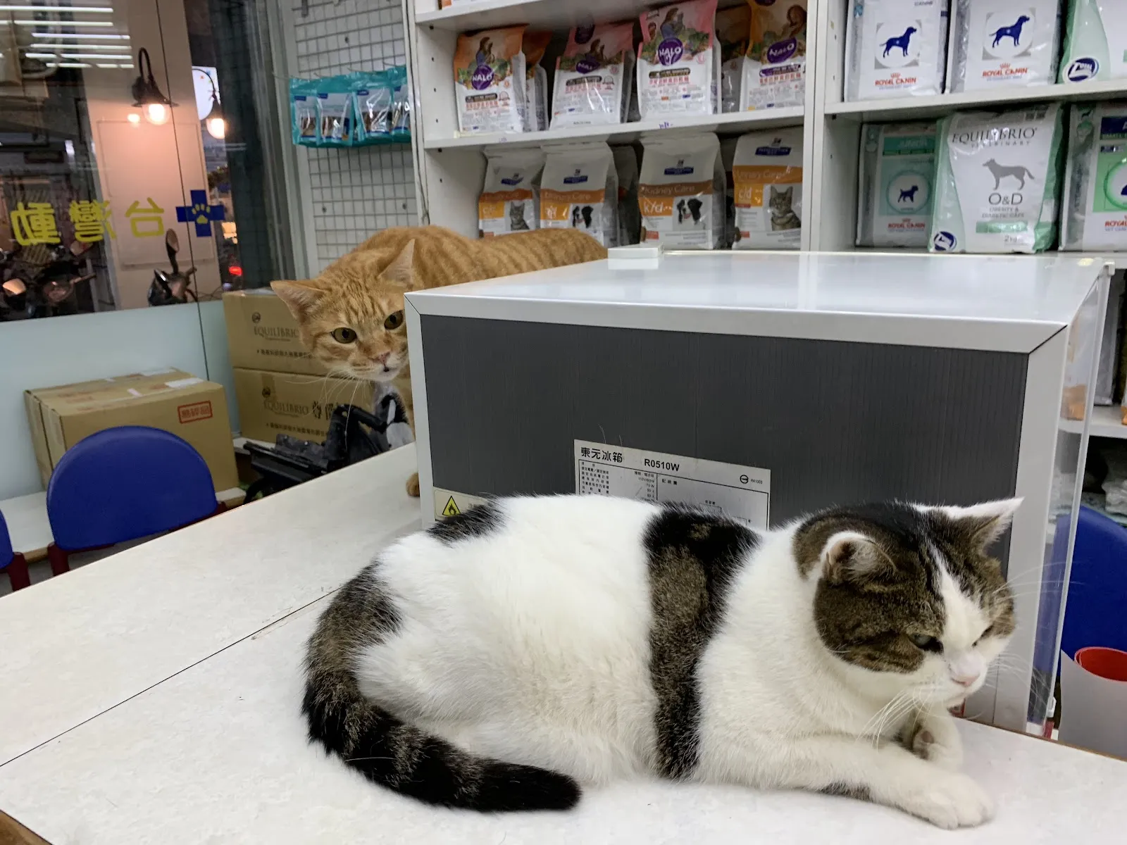 台灣動物醫院