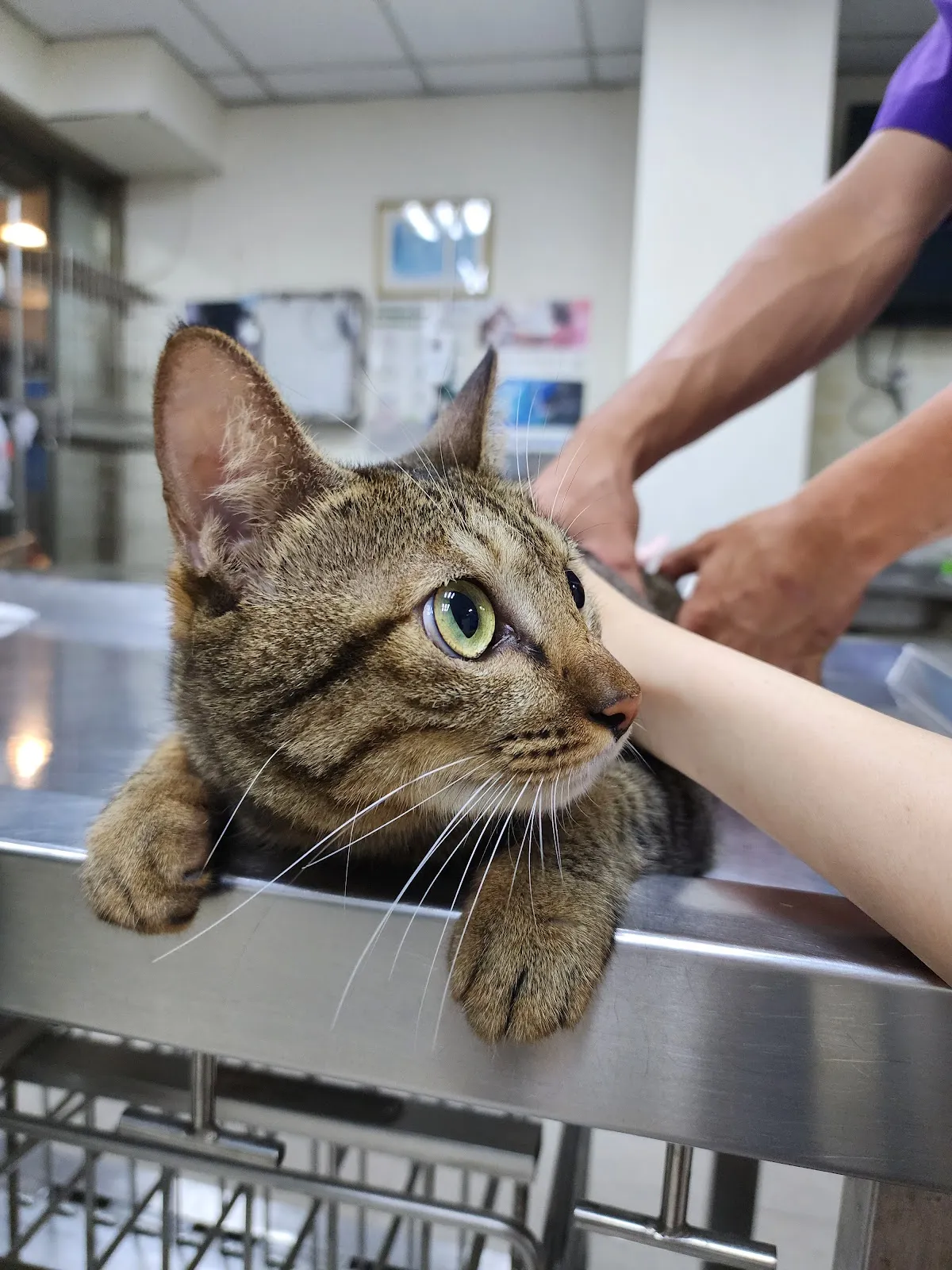 德安動物醫院
