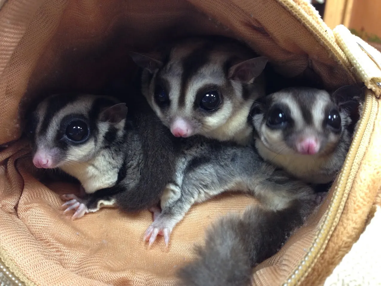 亞馬森特寵專科醫院