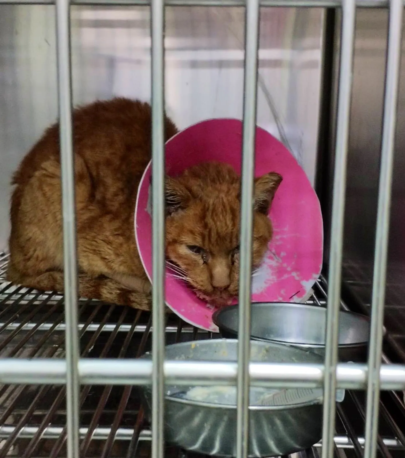 台灣動物醫院