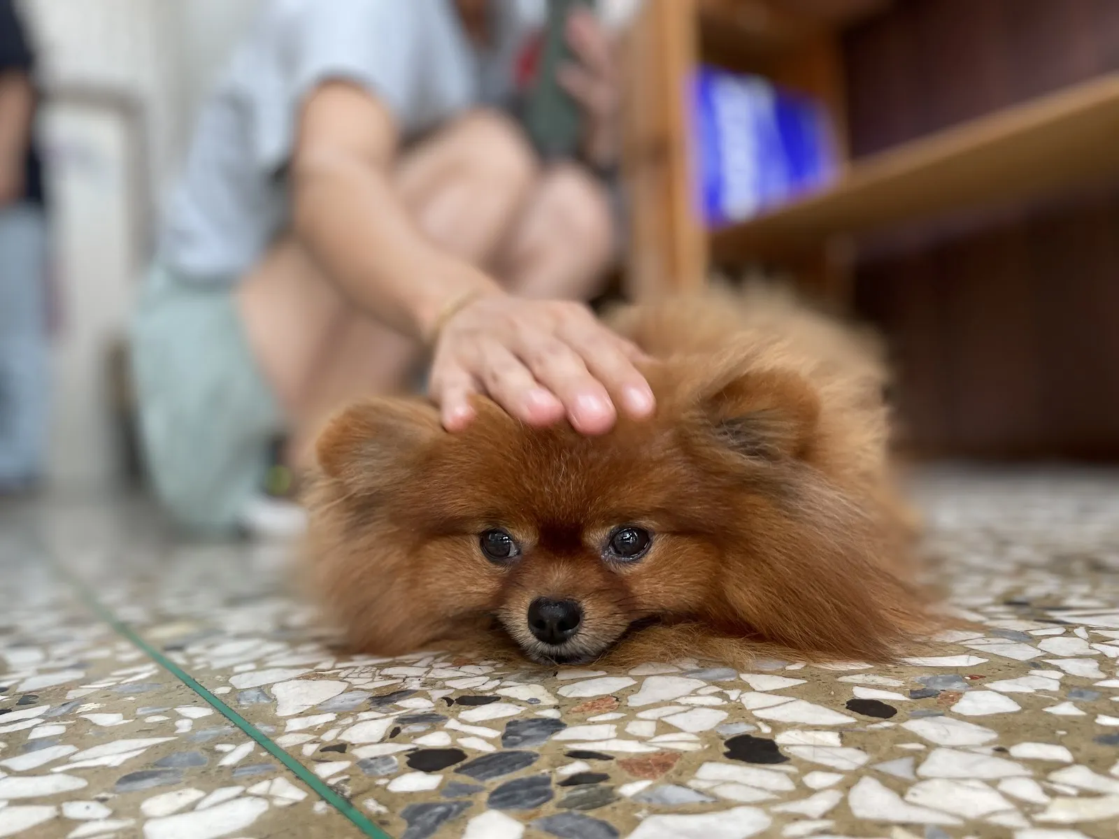 心愛動物醫院