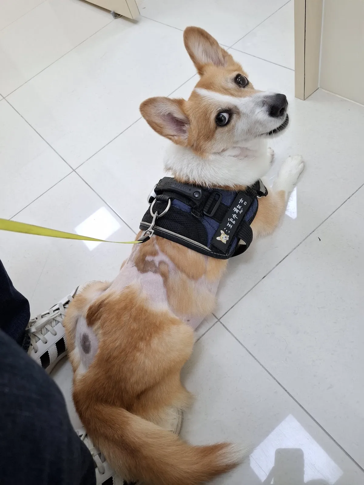 聯盟龜山萬壽動物醫院