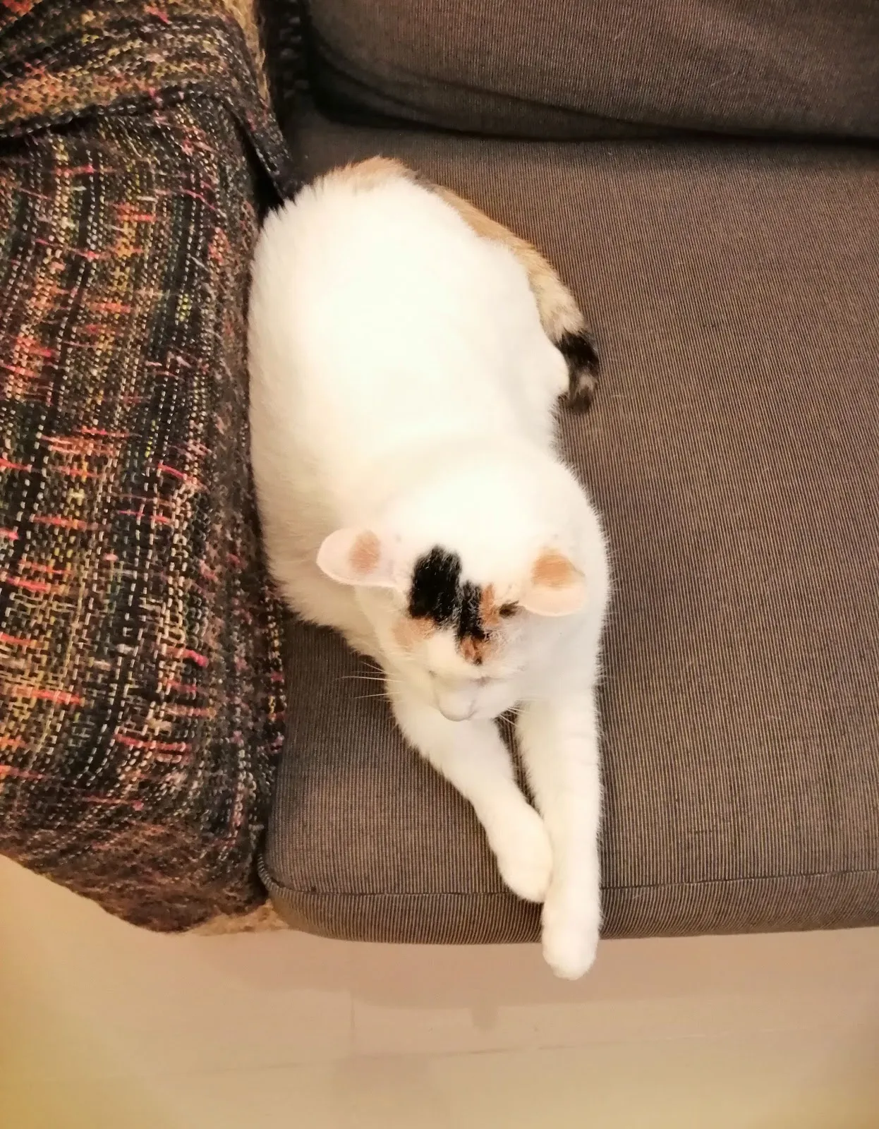 新生動物醫院