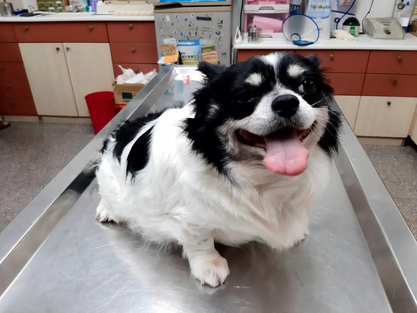佑晟動物醫院
