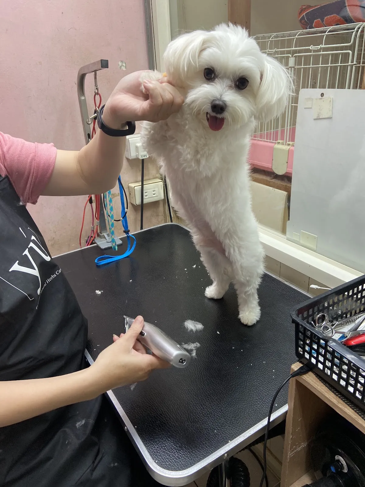 德艾動物醫院