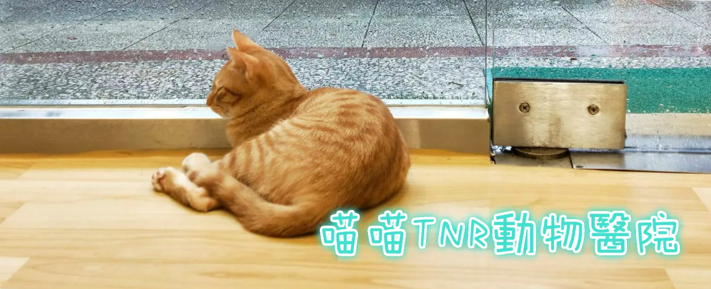 喵喵TNR動物醫院