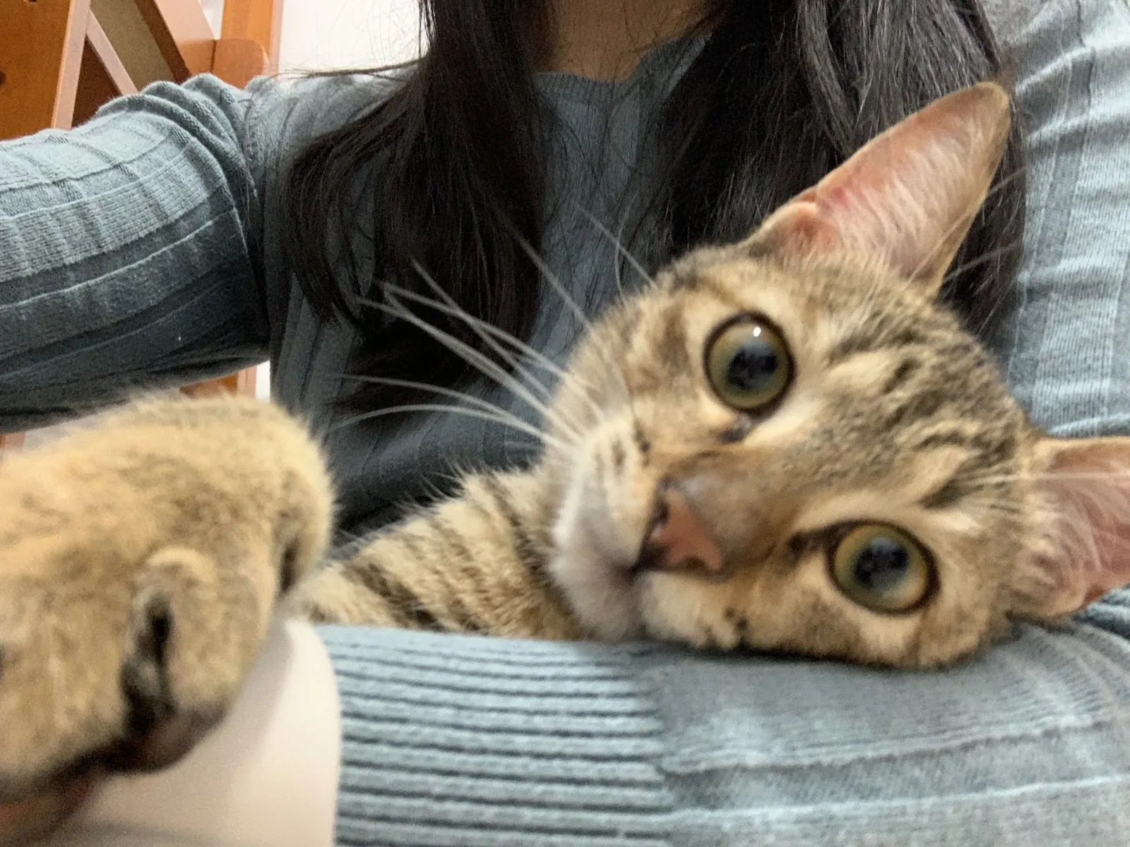 毛大夫動物診所
